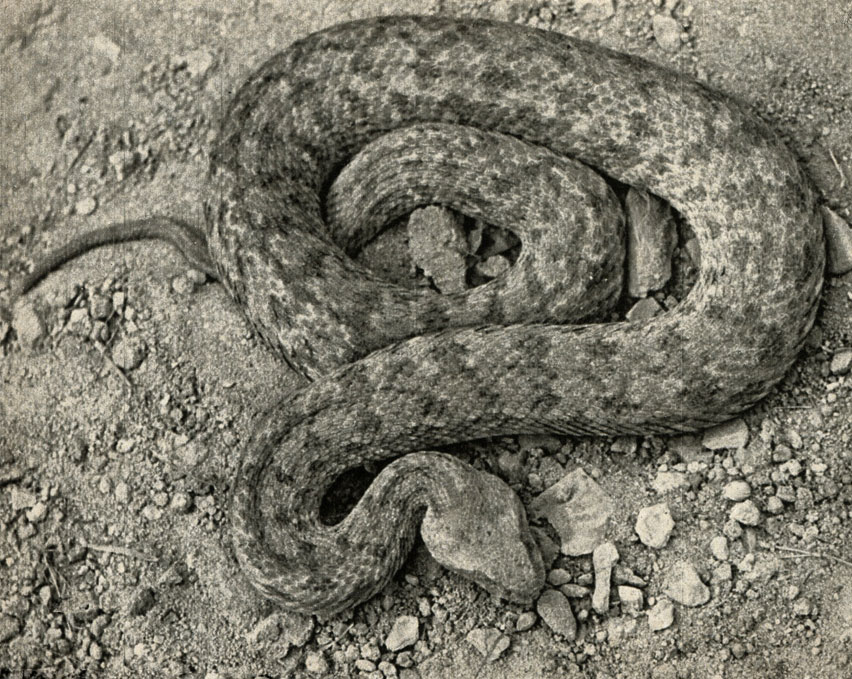  (Vipera lebettna)