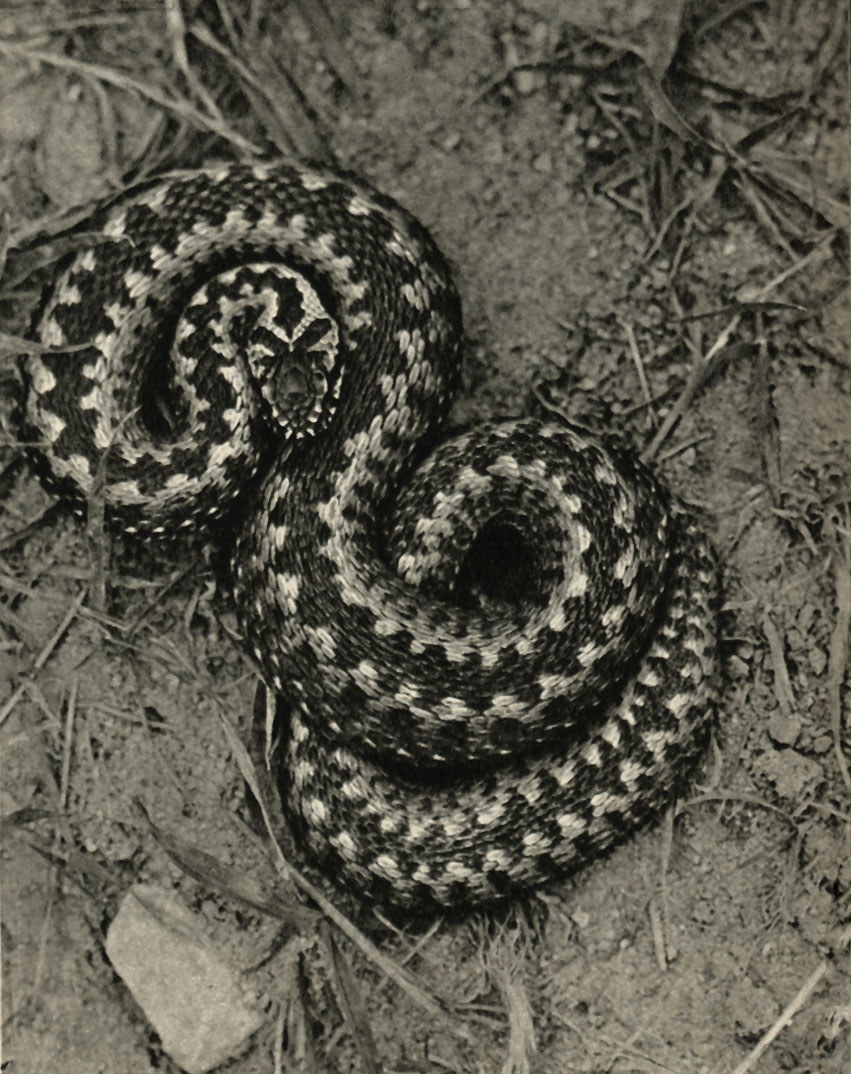   (Vipera berus)