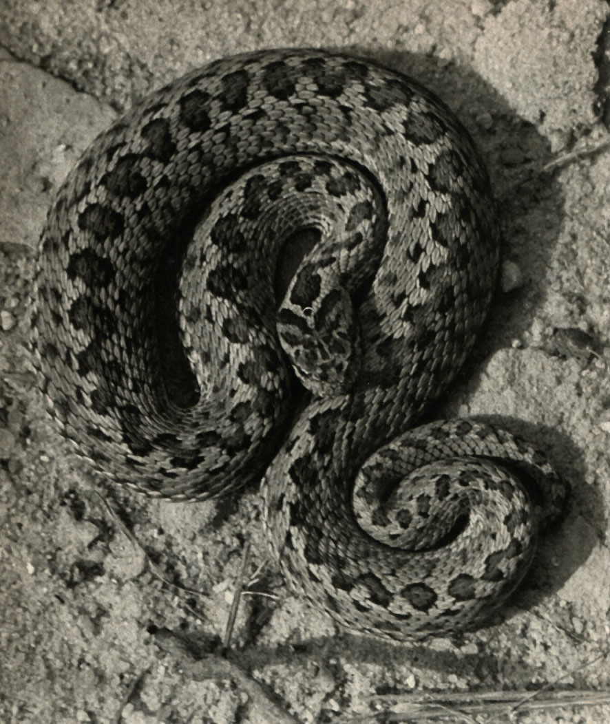   (Vipera ursinii)