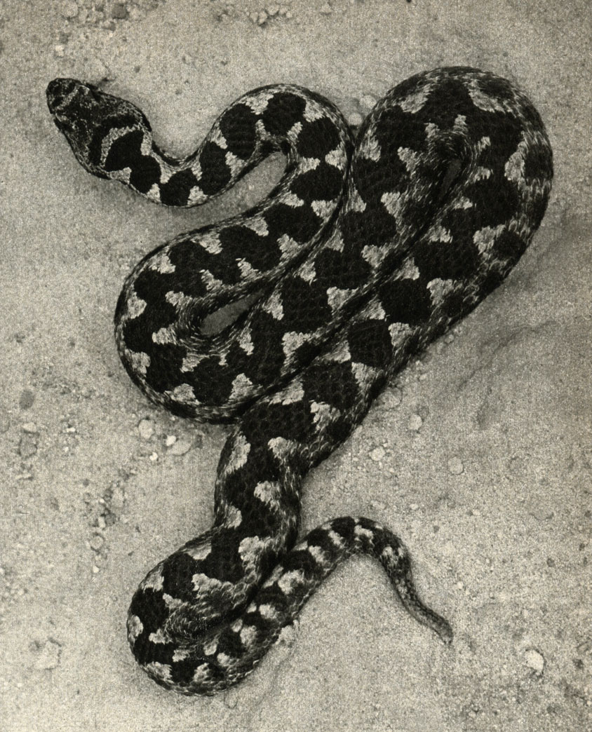   (Viper mmodytes)