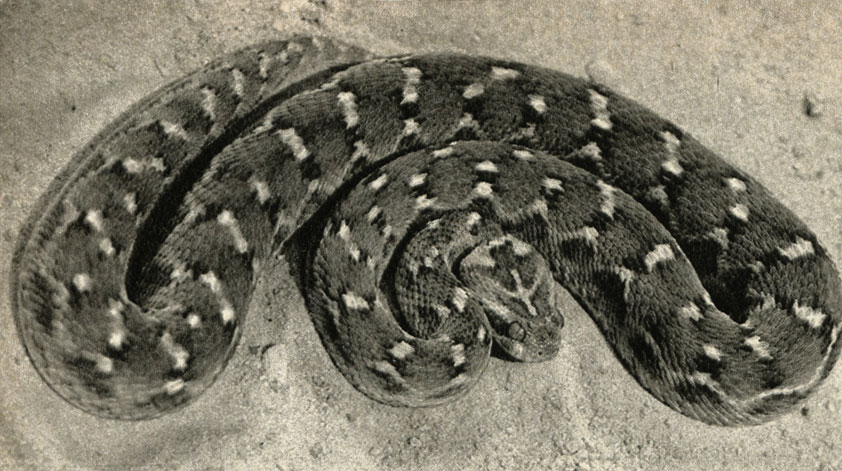   (Echis carinatus)
