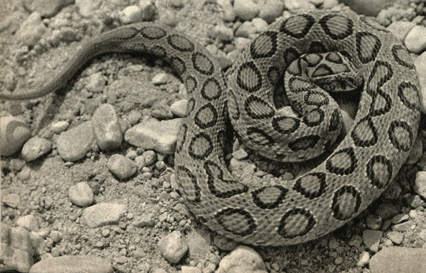  ,   (Vipera russelli)