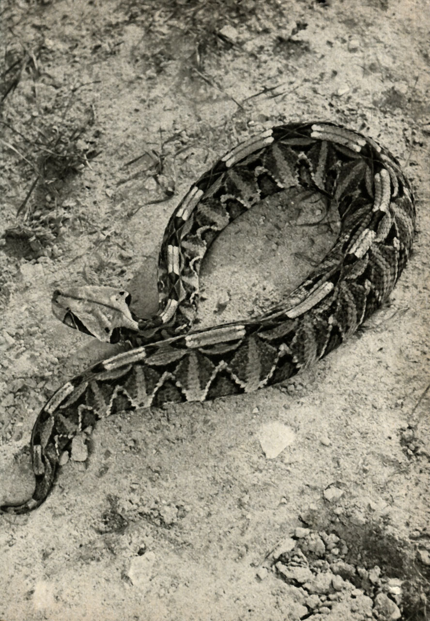  ,   (Bitis gabonica)