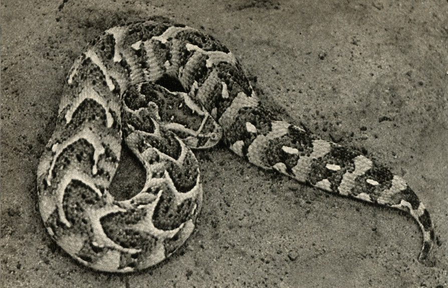  (Bitis arietans)