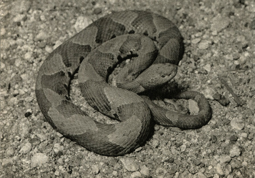 ,  ,  (Agkistrodon contortrix)