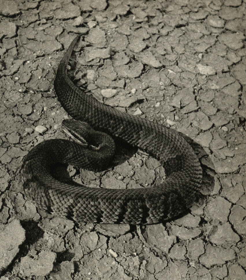   (Agkistrodon piscivortis)