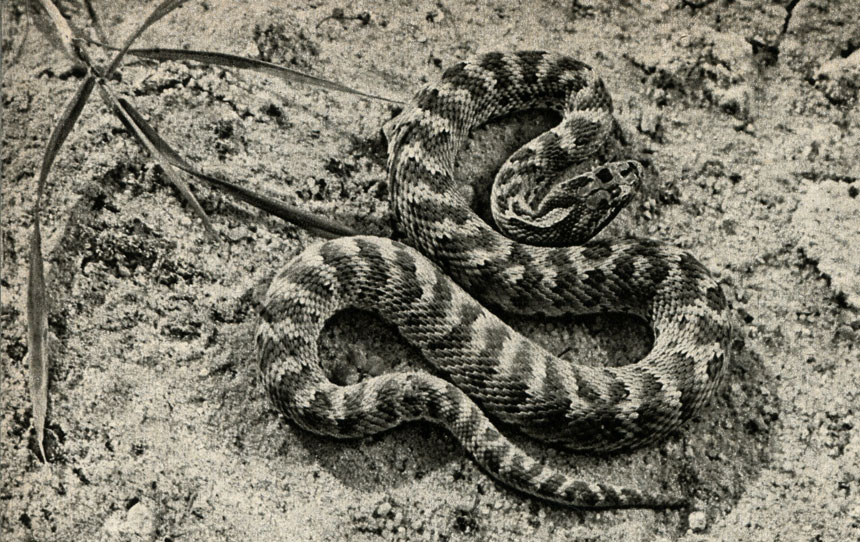 ,  ,  (Agkistrodon halys caraganus)