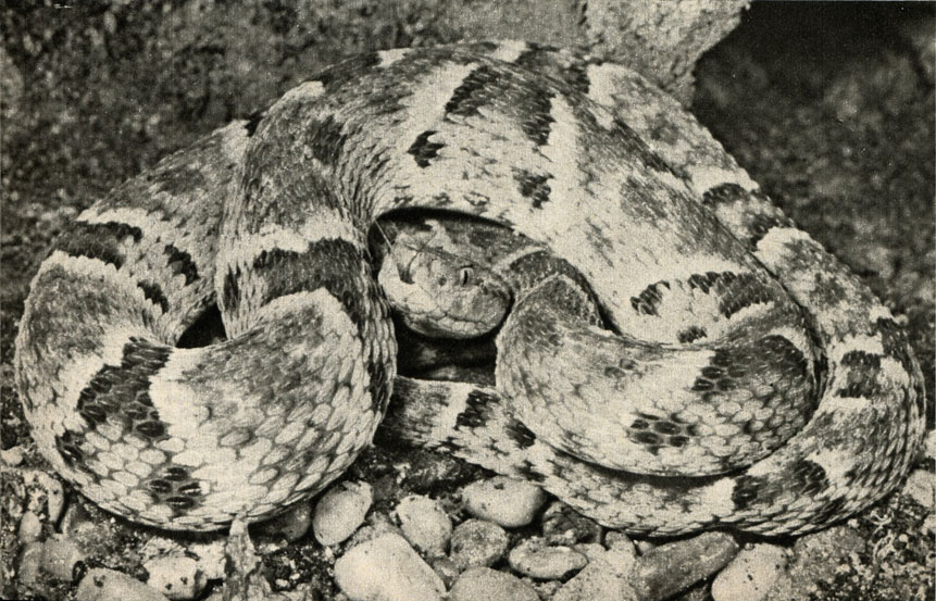   (throps dionus)