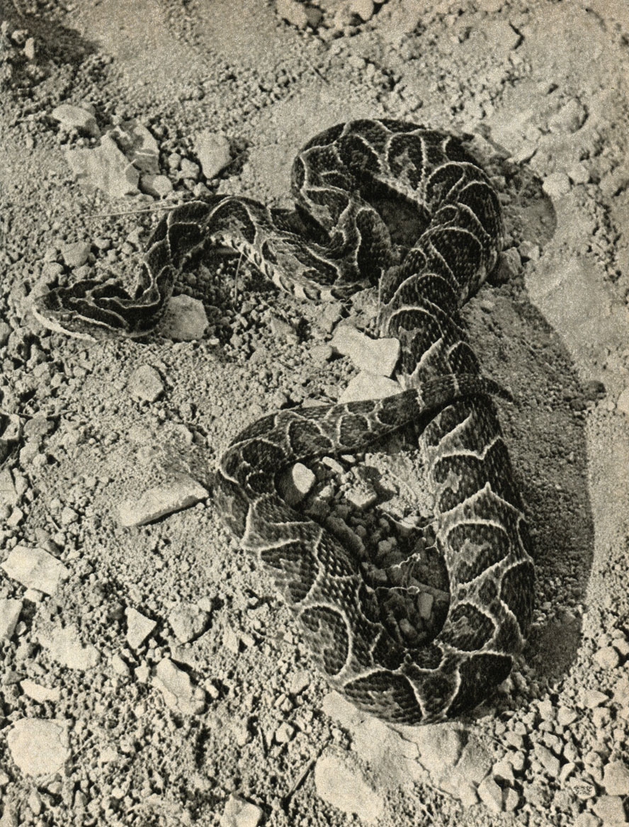 ,    (Bothrops alternatus)