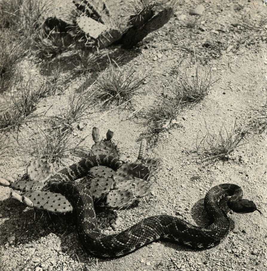    (Crotalus viridis helleri)