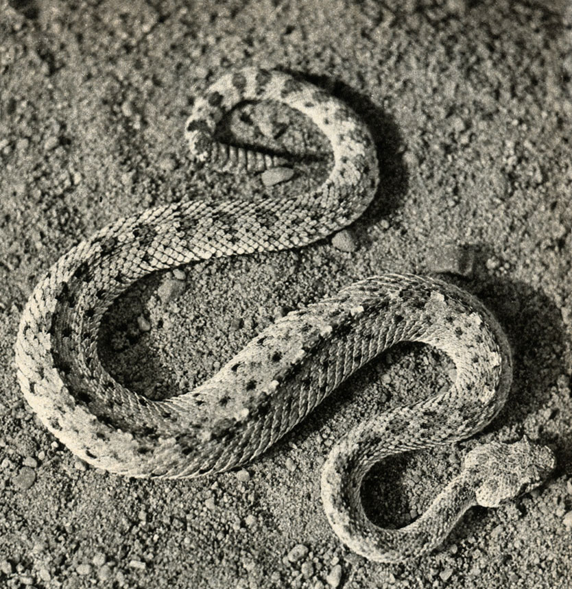   (Crotalus cerastes)