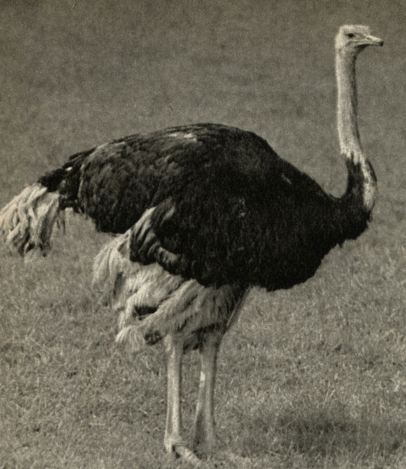  (Struthio camelus)