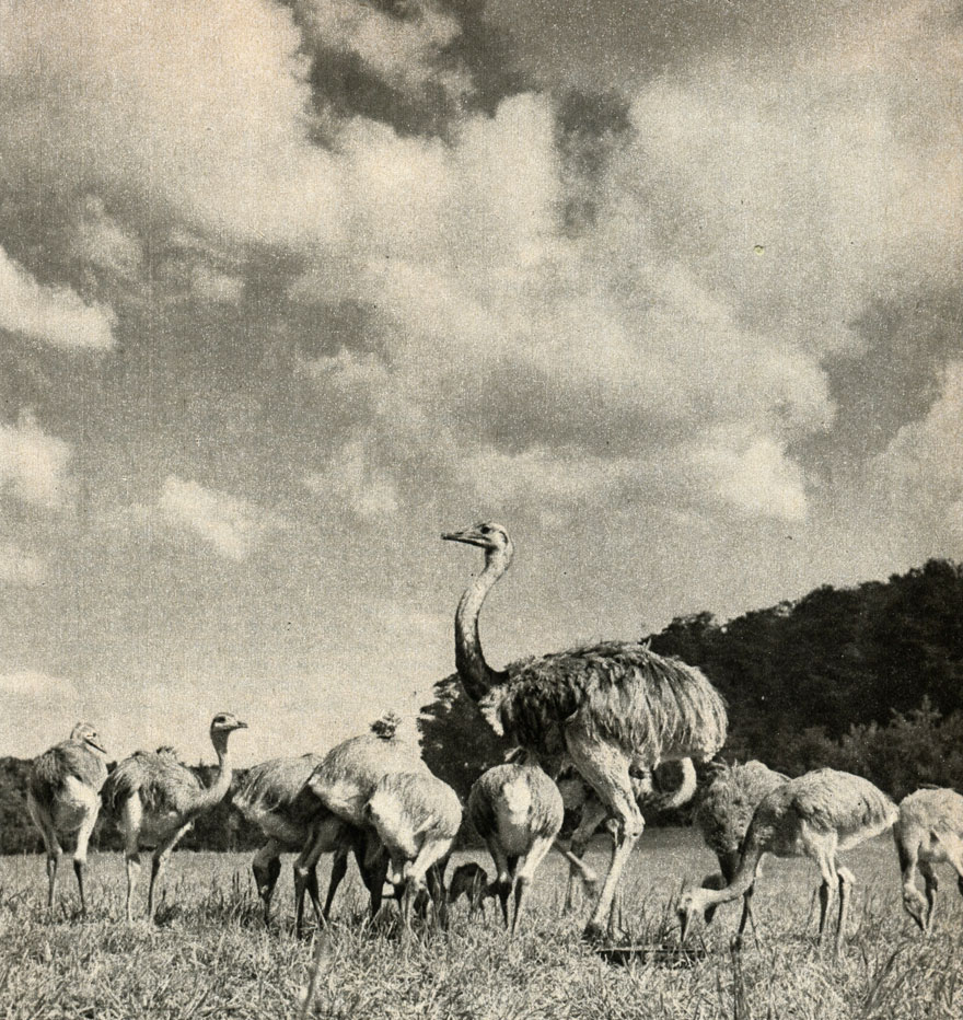   (Rhea americana)