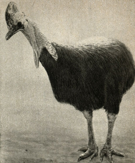 ,  ,  (Casuarius casuarius)