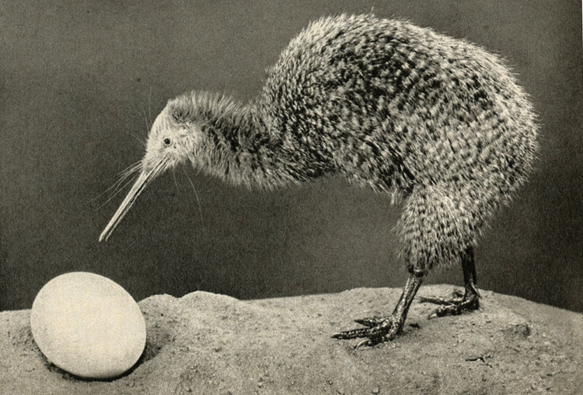   (Apteryx oweni)