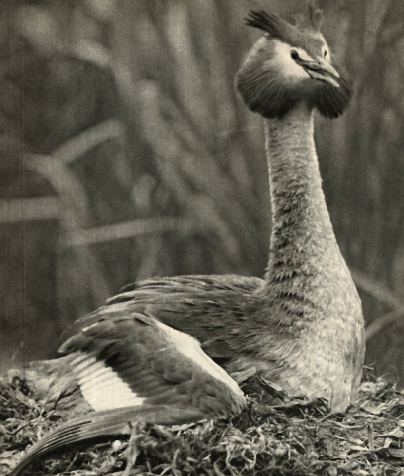 ,   (Podiceps cristatus)