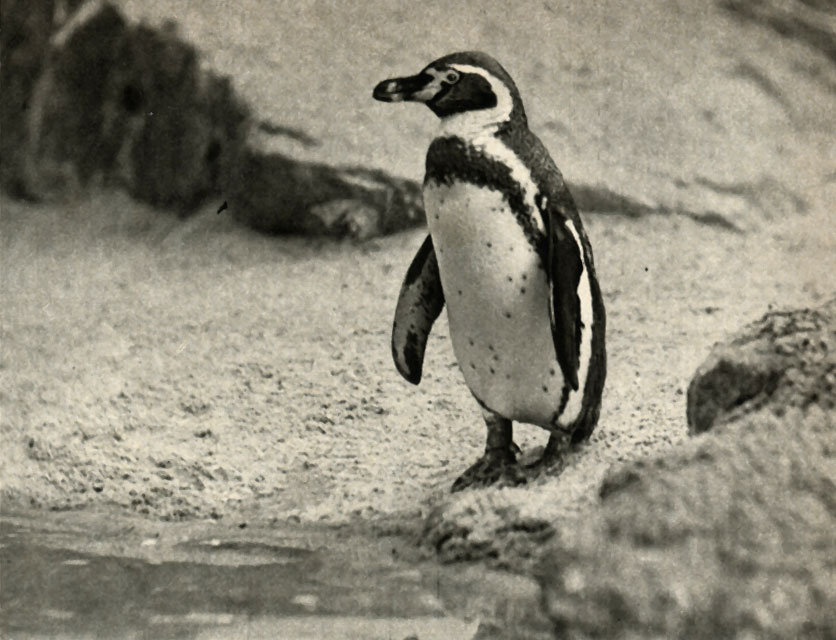   (Spheniscus humboldtii)