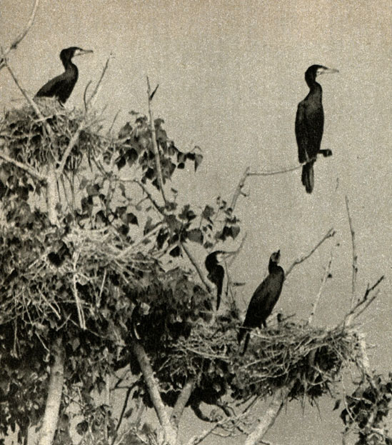    (Phalacrocorax carbo)