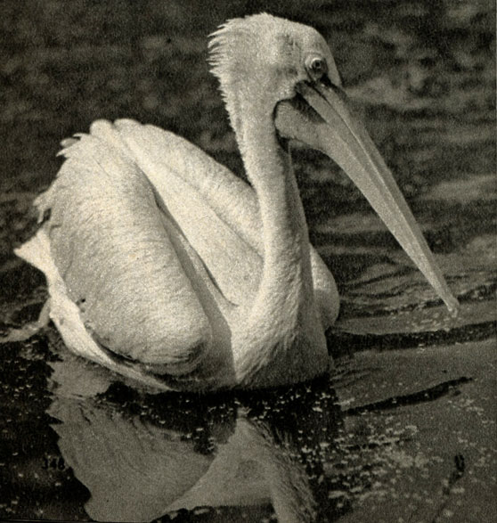   (Pelecanus scrispus)