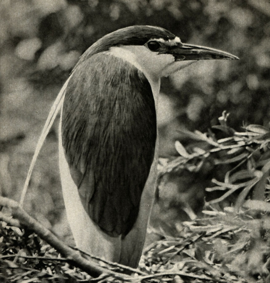  (Nyclicorax nycticorax)
