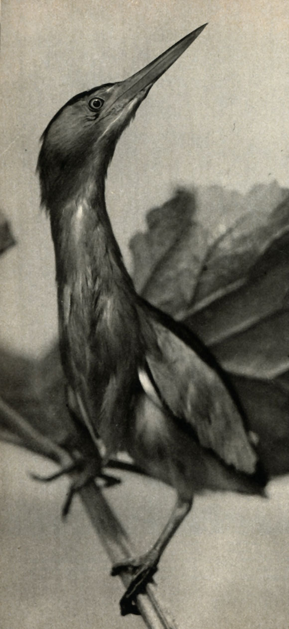   (Ixobrychns minutus)