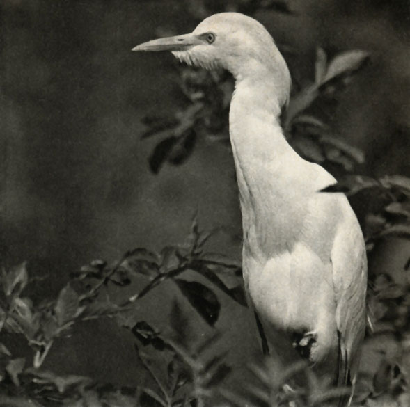   (Bubulcus ibis)