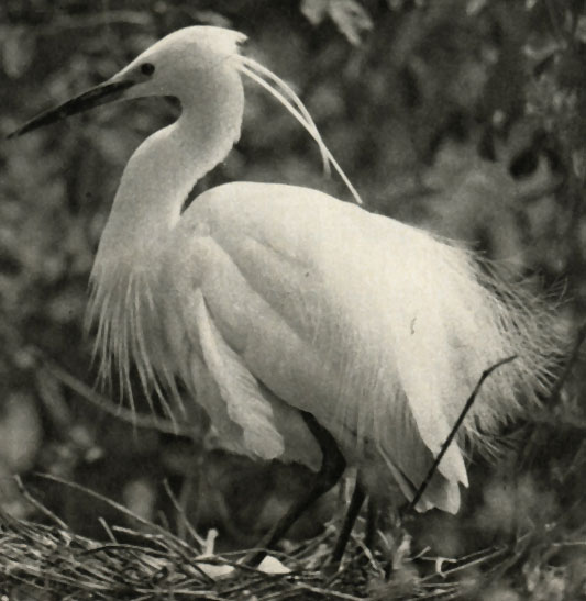    (Egretta garzetta)