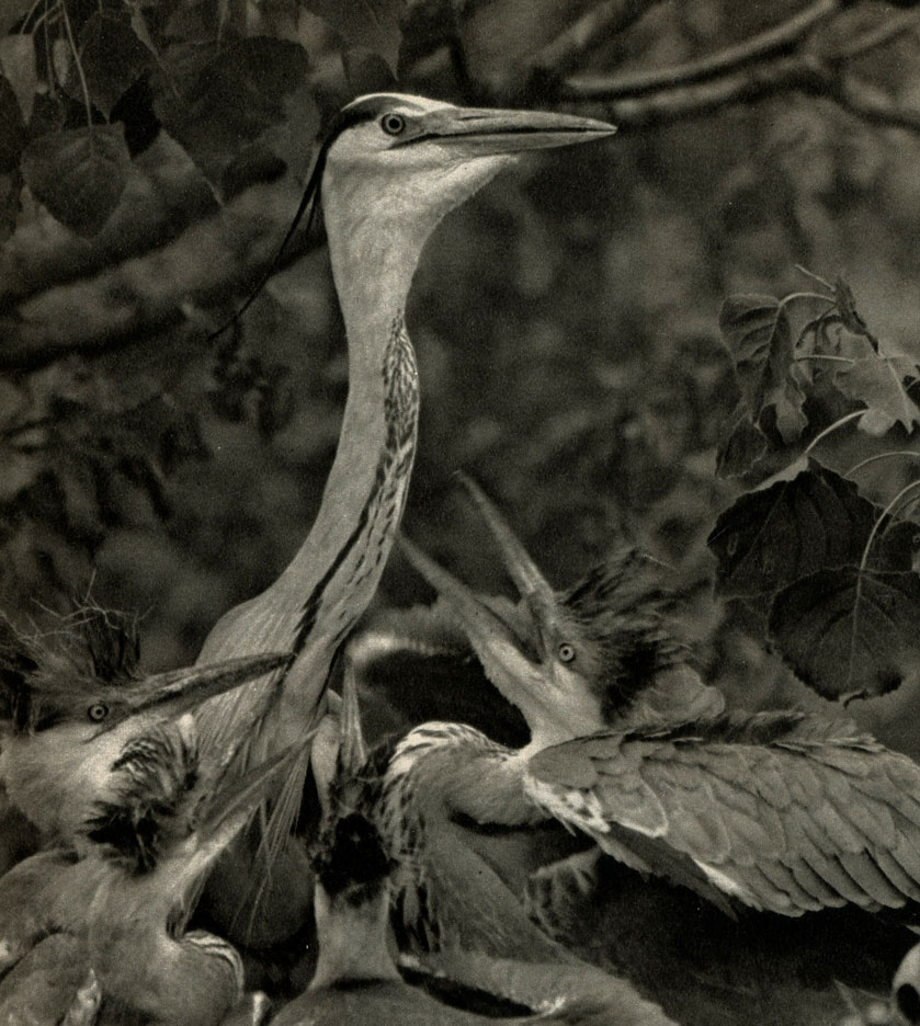   (Ardea cinerea)