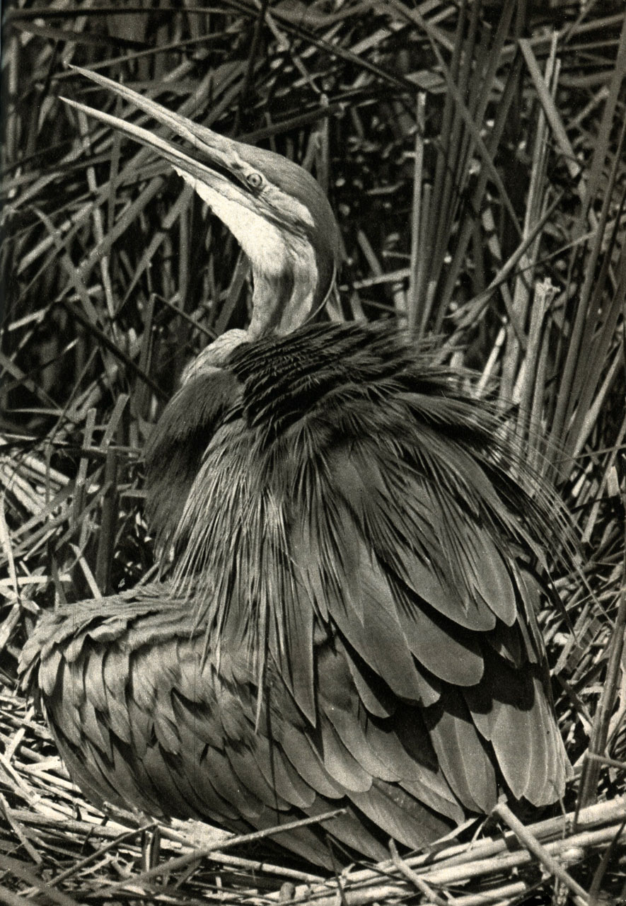   (Ardea purpurea)
