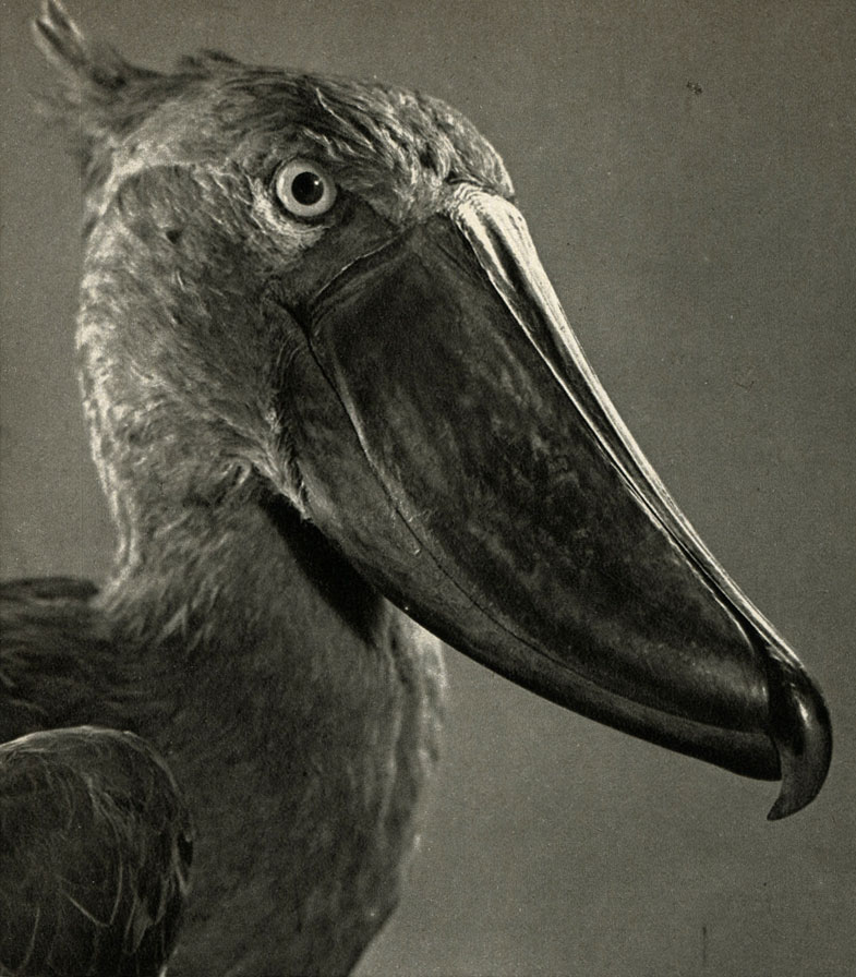  (Balaeniceps rex)
