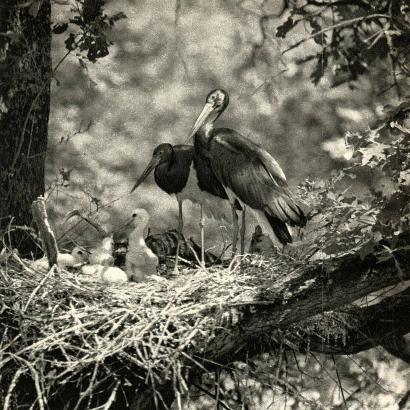   (ini nigra)