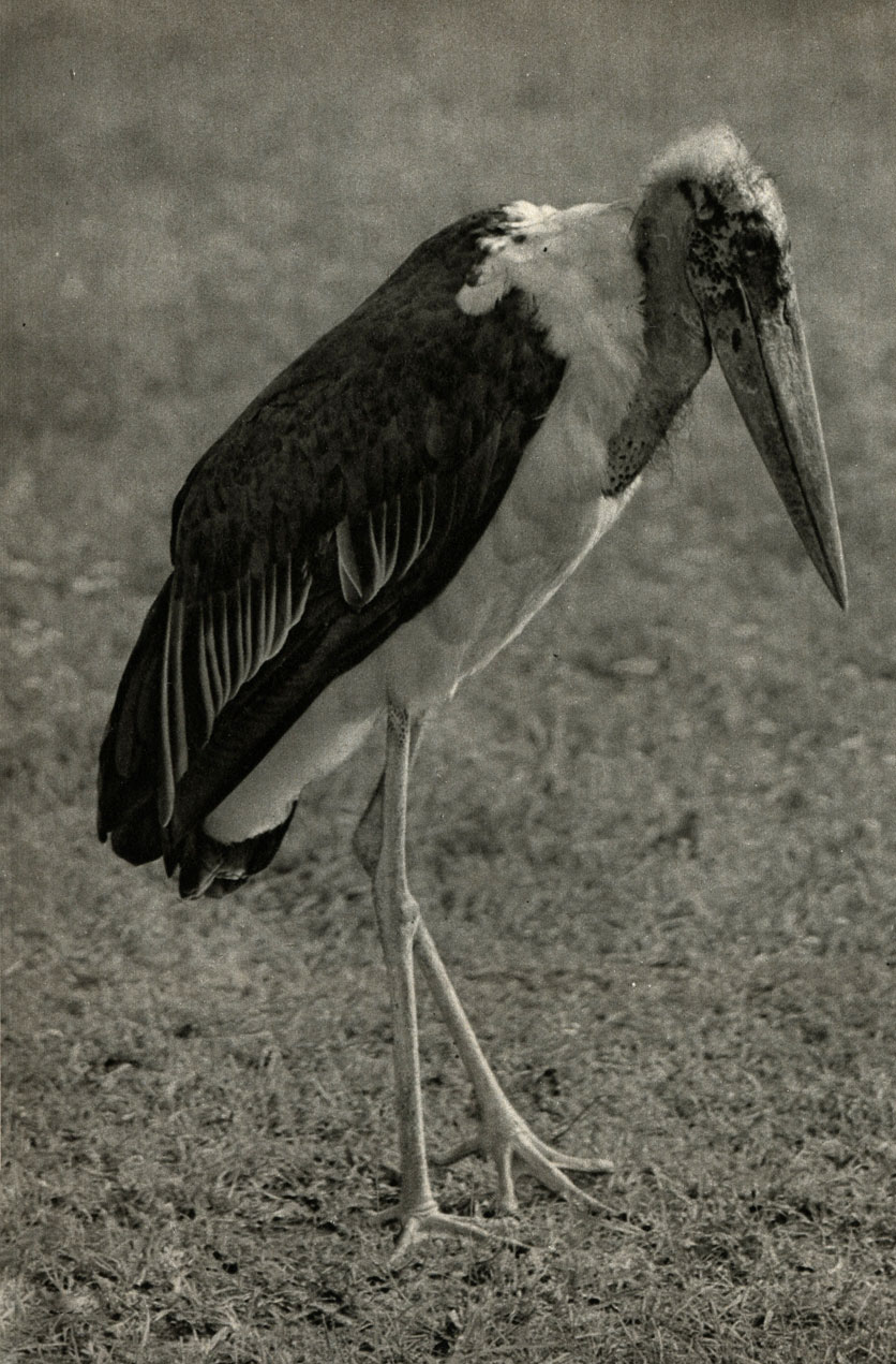   (Leptoptilus crumeniferus)