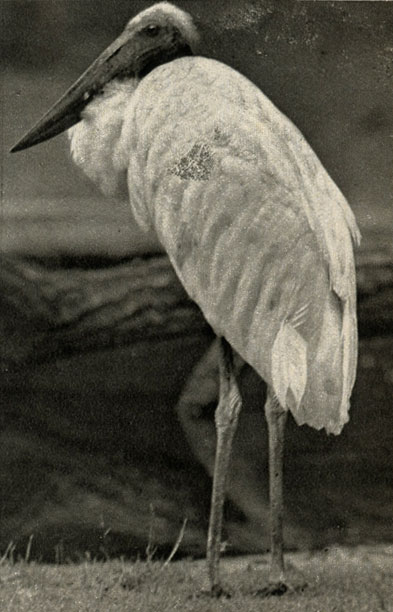   (Fabiru mycteria)