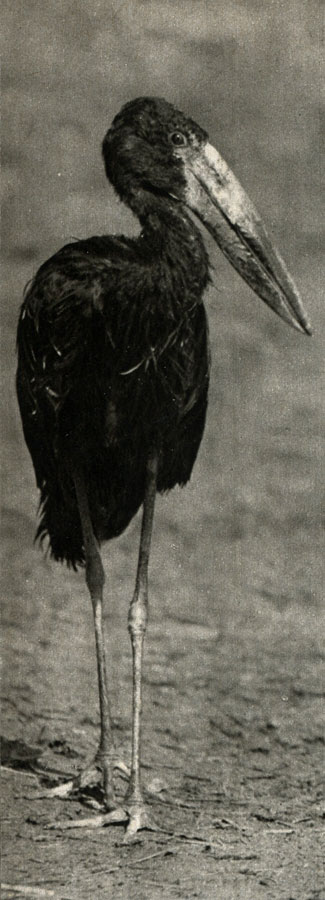 - (Anastomus lamelligerus)