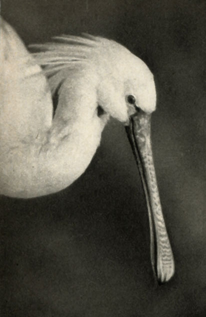  (Platalea leucorodia)