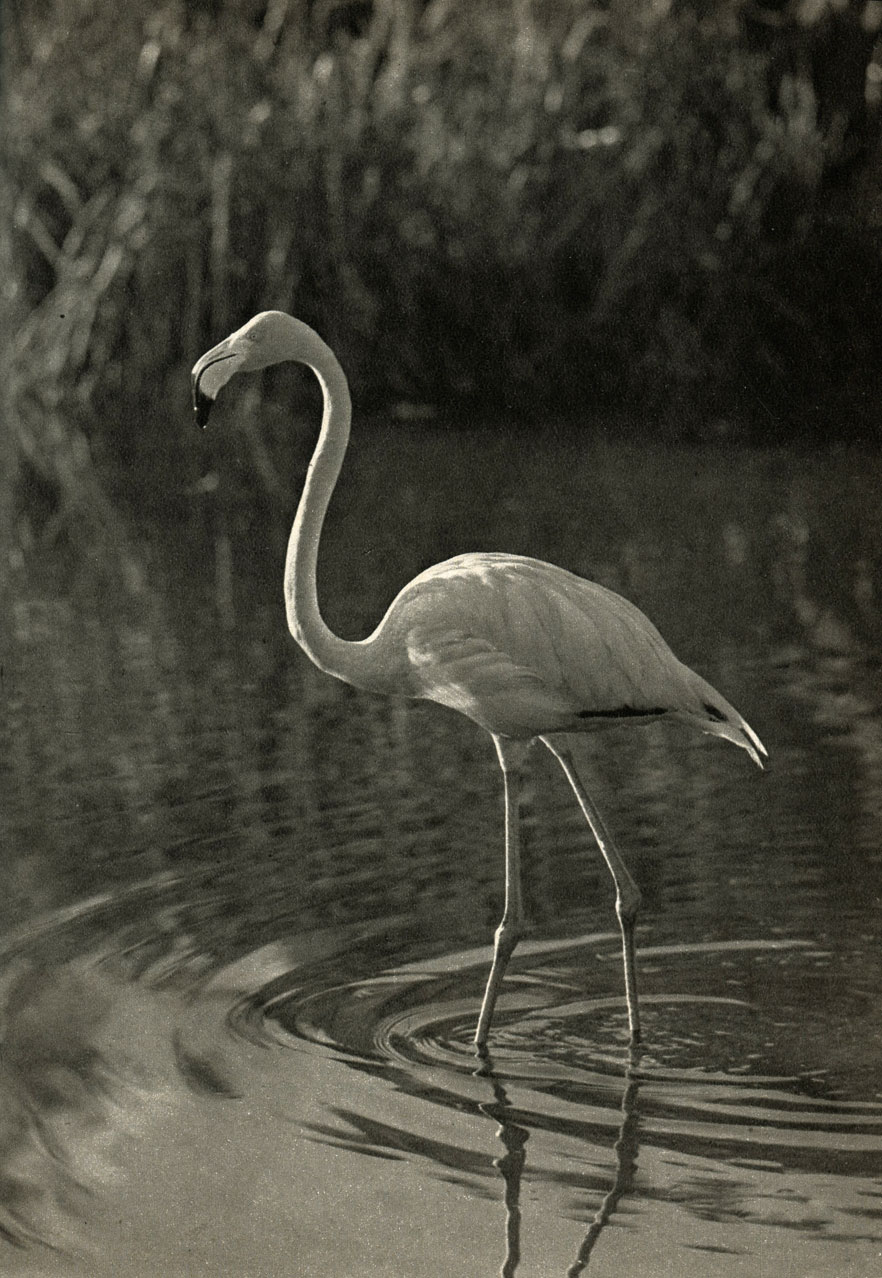  ,    (Phoenicopterus ruber roseus)