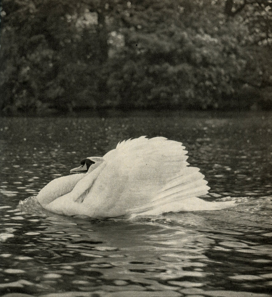 - (Cygnus olor)