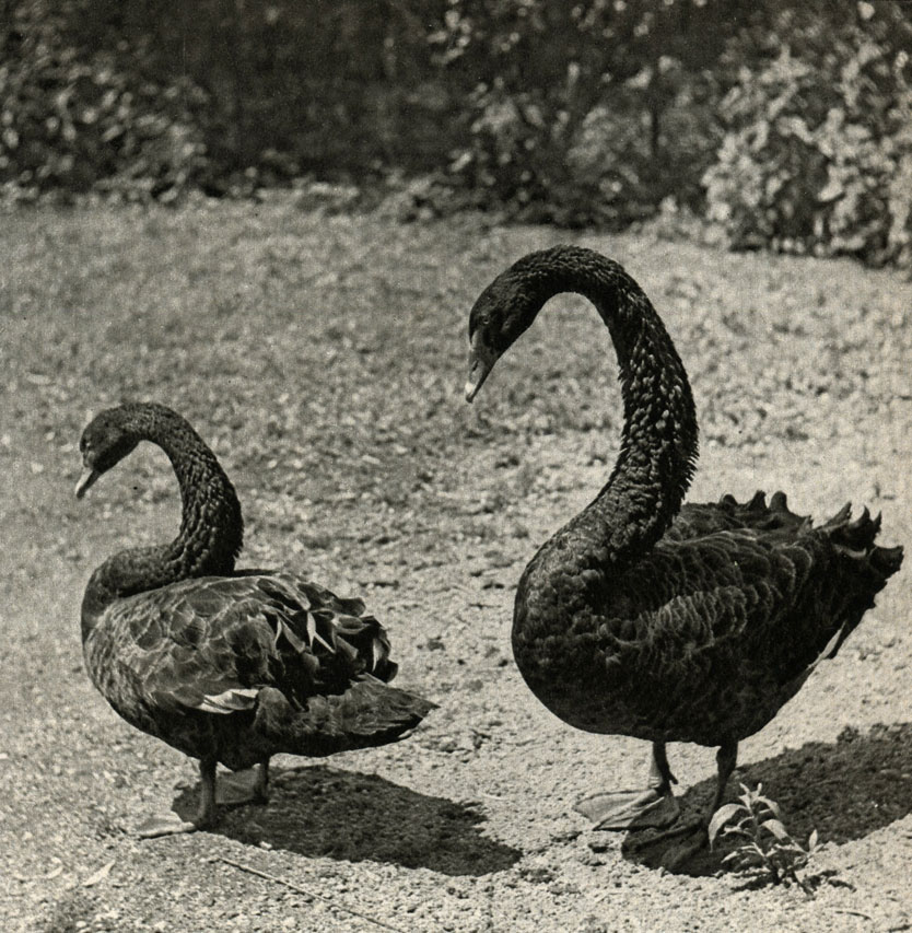    (gnus atratus)
