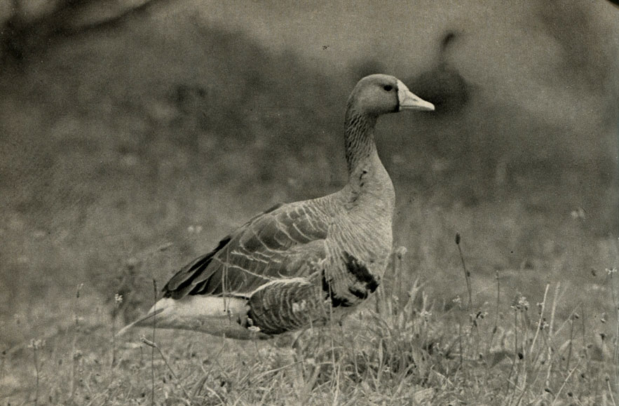   (Anser albifroris)