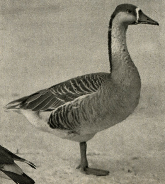   (Anser albifroris)