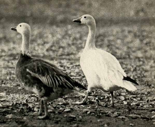   (Anser caerulescens)
