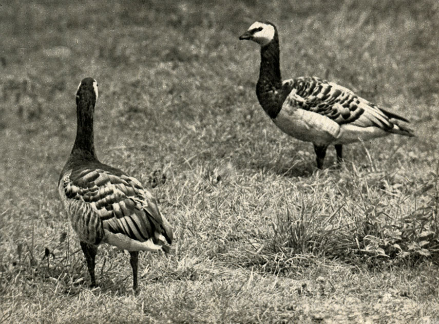   (Branta lencopsis)