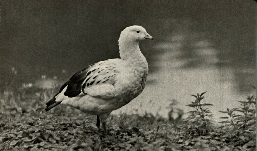   (Andichenodes melanopterus = Chloephaga melanoptera)