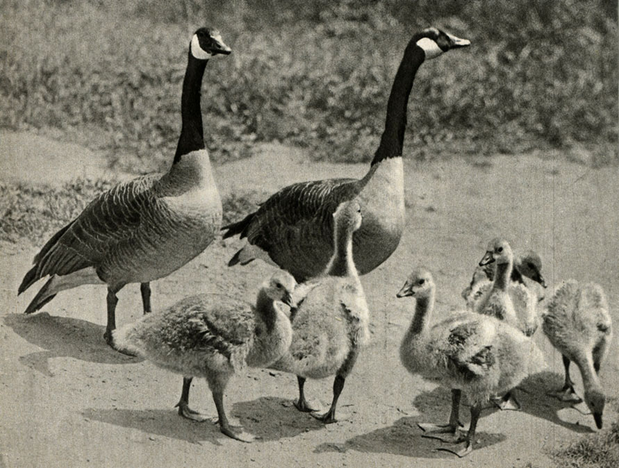    (Branta canadensis)