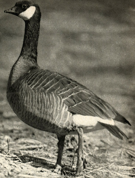   (Branta hutchinsi)