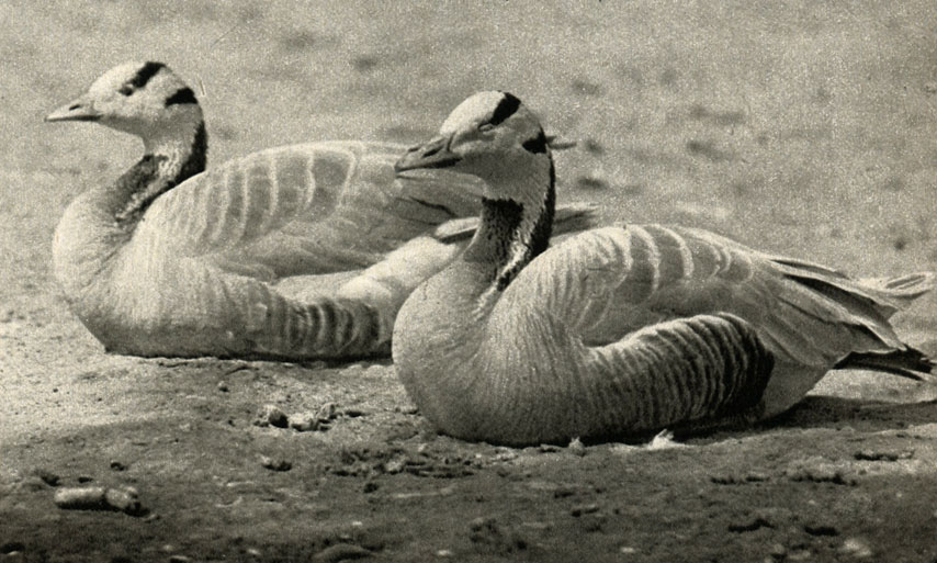  (Anser indicus)