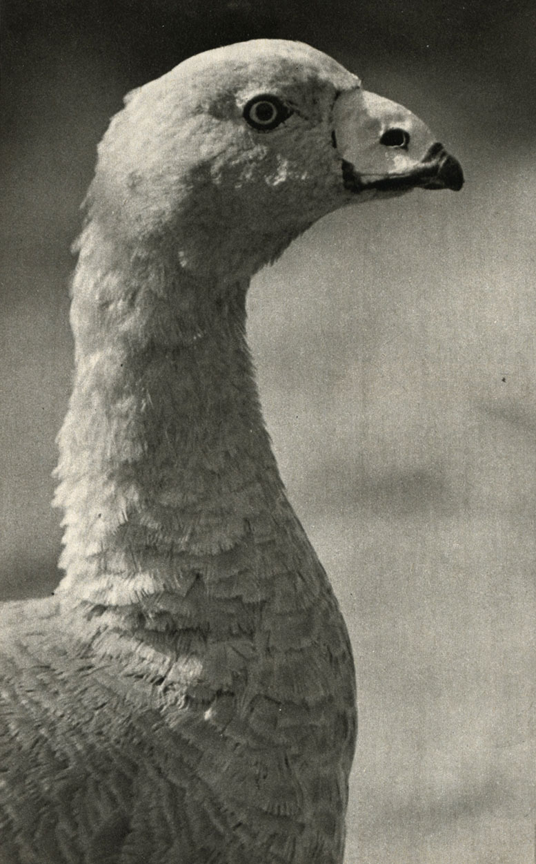   (Cereopsis novae-hollandiae)