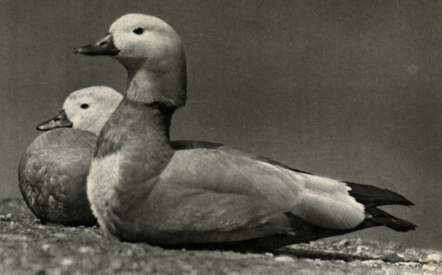   (Tadorna = Casarca ferruginea)