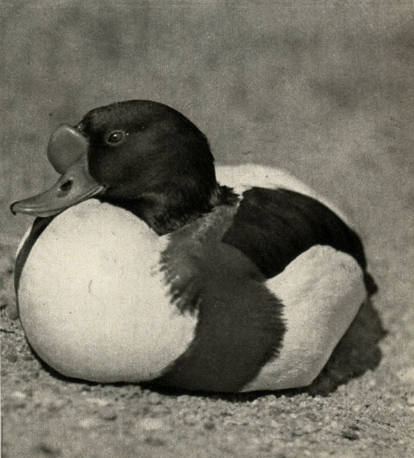   (Tadorna tadorna)