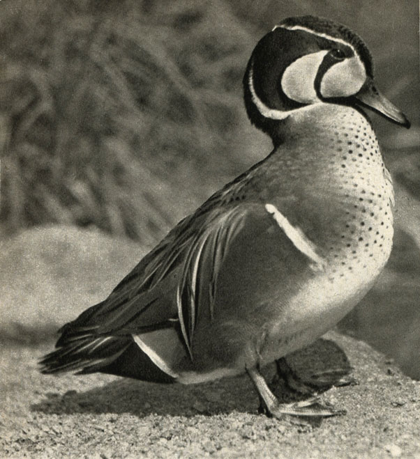  (Anas formosa)